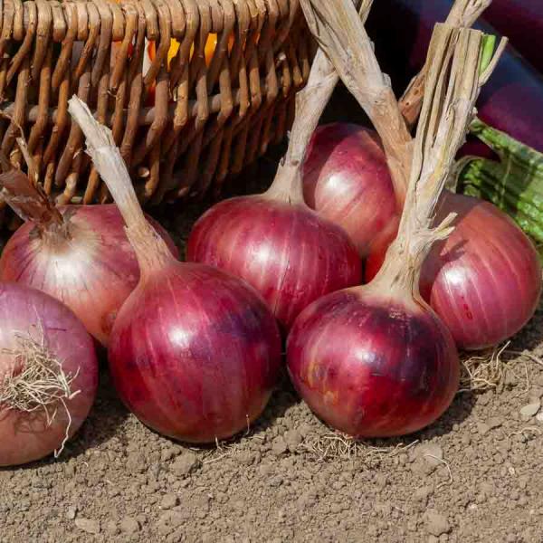 Potagères - Oignon Rouge Morada de Amposta - Cuisine du Monde - face recto